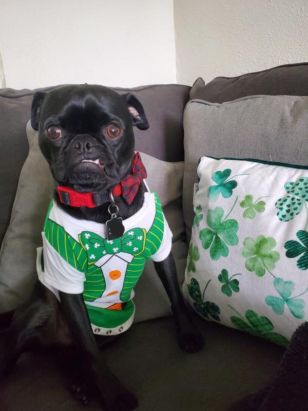 /images/uploads/pug nation rescue of los angeles/pugnation2024/entries/30993thumb.jpg